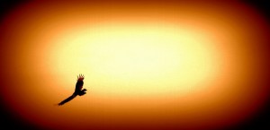 no te amo te necesito